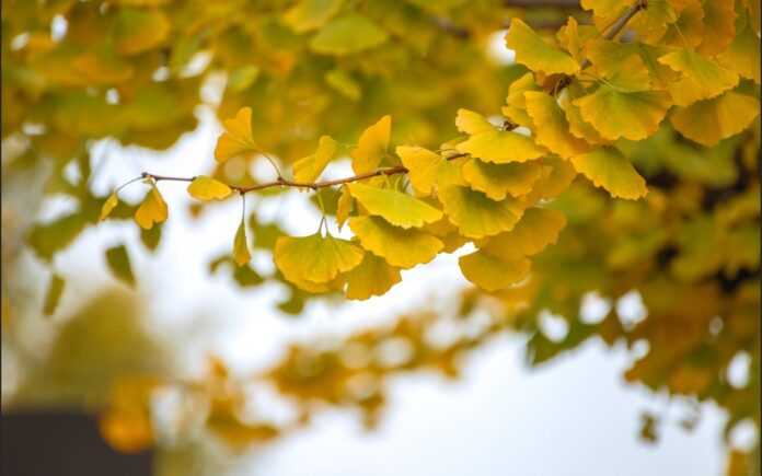 Screenshot_20250922_104247_Chrome