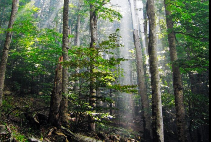 Screenshot_20250929_084247_Chrome