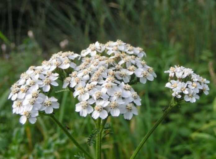 Screenshot_20250930_091003_Chrome