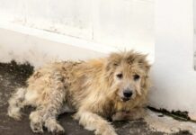 Psi lutalice napali muškarca kod škole u Banjaluci