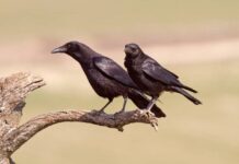 Gavrani napadaju stoku – stočari traže zaštitu